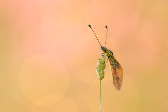Elegant lacewing perched on a plant stem