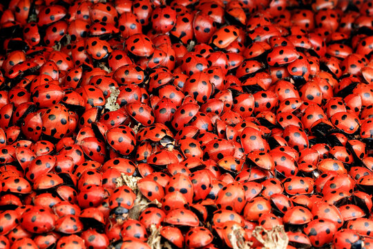 Cluster of seven spots ladybugs gathered densely together