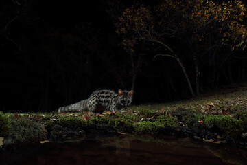 A genet cautiously approaches the edge of a waterbody at night, its reflection subtle in the still water amidst the dark forest