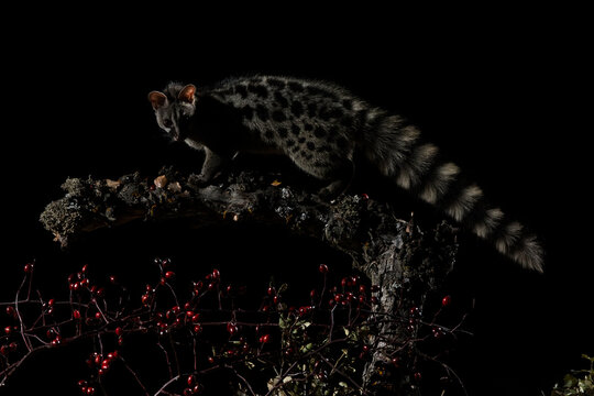 A genet perched gracefully on a branch with berries, attentively observing a moth in a starkly contrasting black background