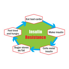 Insulin cycle before and after eat. Insulin resistance diagram. Vector illustration.