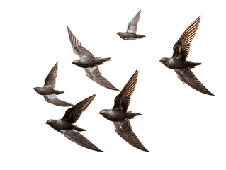 a group of birds flying - obrazy, fototapety, plakaty