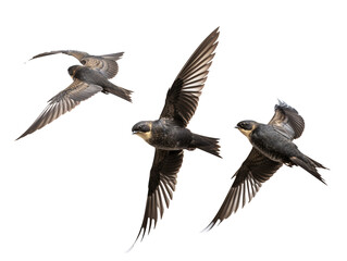 a group of birds flying - obrazy, fototapety, plakaty