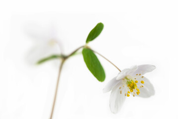 White wood anemone flower macro isolated on white background