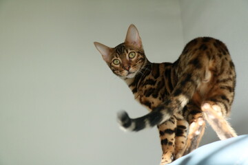 Obraz premium Bengalkatze