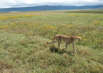 A cheetah in the Ngorongoro Crater walks through a pasture looking for prey on a cloudy spring day