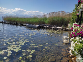 Swan family at the shore of Ohrid Lake, Macedonia