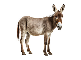 a donkey standing on a white background