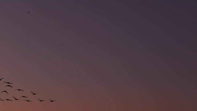 Brent geese at sunset flying home