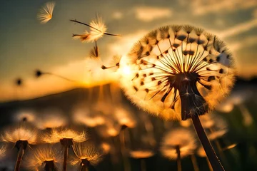 Rolgordijnen dandelion in the sunset © hassan