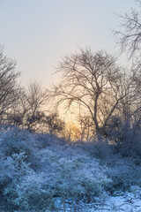 Early morning light through frosty trees