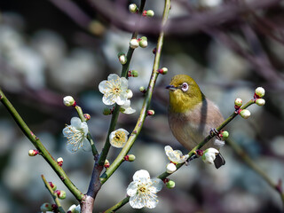 花が咲いた梅の木にとまる野鳥、メジロ