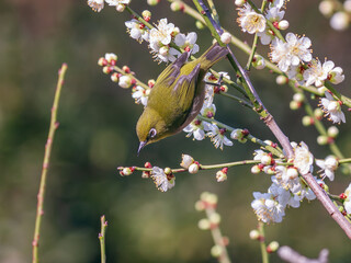 花が咲いた梅の木にとまる野鳥、メジロ