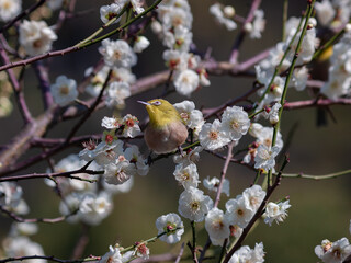花が咲いた梅の木にとまる野鳥、メジロ