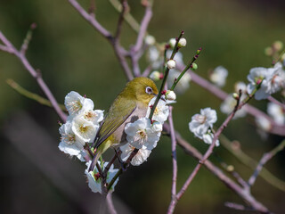 花が咲いた梅の木にとまる野鳥、メジロ