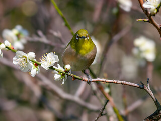 花が咲いた梅の木にとまる野鳥、メジロ