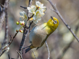 花が咲いた梅の木にとまる野鳥、メジロ
