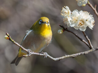 花が咲いた梅の木にとまる野鳥、メジロ