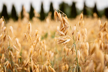Ears of oats growing in the field