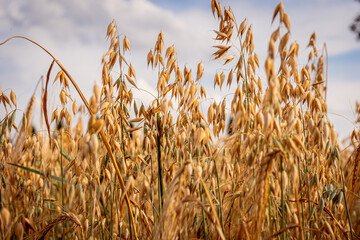Ears of oats growing in the field