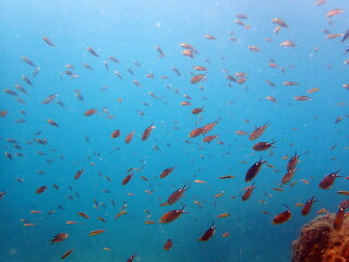 Fototapeta na wymiar Costa Rica Pacific sea life 