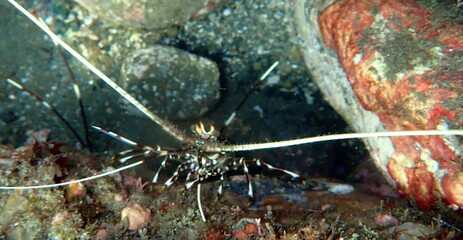 Costa Rica Pacific sea life 