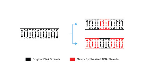 Dispersive DNA Replication Scientific Design. Vector Illustration.