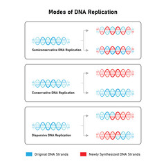 Models of DNA Replication Scientific Design. Vector Illustration.