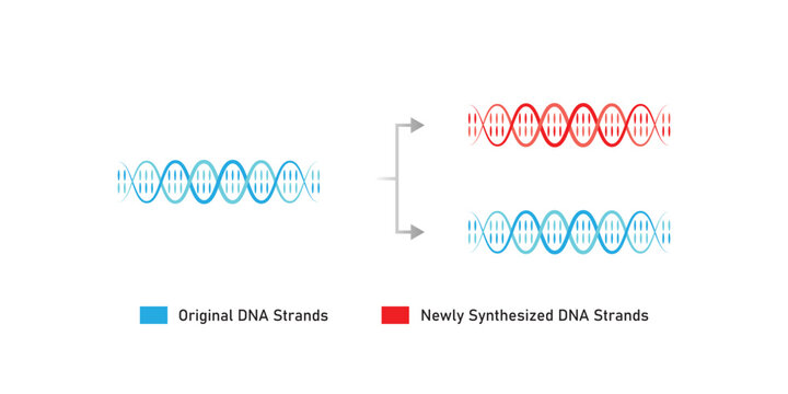 Conservative DNA Replication Scientific Design. Vector Illustration.