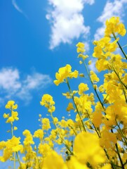 Fototapeta premium Yellow flowers against a blue sky. Generative AI.