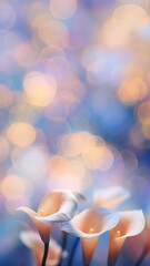 Obraz premium Ethereal Elegance: Calla Lilies Bask in Soft Bokeh Light 