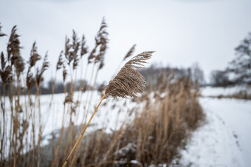 Zbliżenie na trawy porastające polną ścieżkę w zimowej aranżacji, masa śniegu dookoła w...