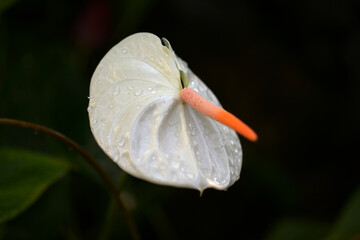 白いアンスリウム