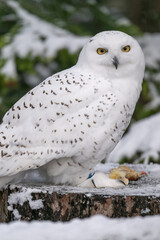 Snowy owls outside in winter with dead chicks on a log.