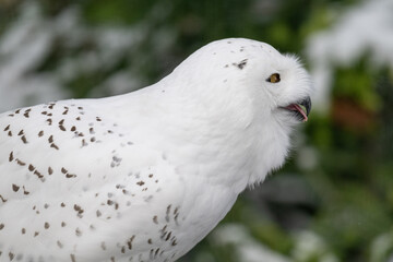 Snowy owl hooting outside in winter.