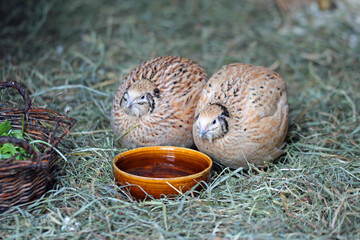 Laying quails in the winter barn on hay and straw © TwilightArtPictures