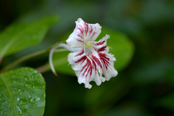 インパティエンス・グランディス