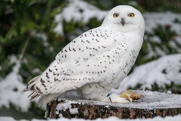 Fototapeta premium Snowy owls outside in winter with dead chicks on a log.