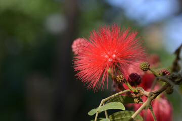 オオベニゴーカン