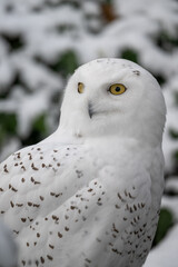 Snowy owl outdoors close-up on the head.