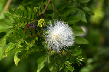 白いオオベニゴーカン