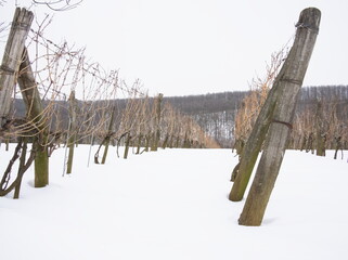Rows of vineyards in winter - 705996179