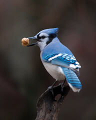 blue jay on branch with peanut