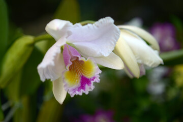 Obraz premium カトレア