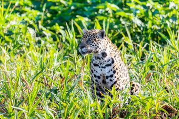 Wild Jaguar (Panthera onca) in the Pantanal in Brazil