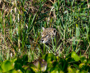Wild Jaguar (Panthera onca) in the Pantanal in Brazil