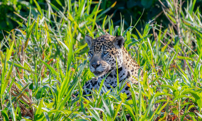 Wild Jaguar (Panthera onca) in the Pantanal in Brazil