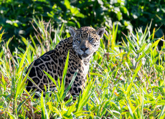 Wild Jaguar (Panthera onca) in the Pantanal in Brazil