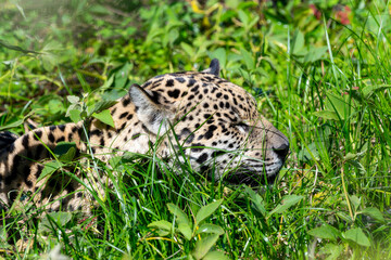 Wild Jaguar (Panthera onca) in the Pantanal in Brazil