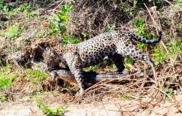 Wild Jaguar (Panthera onca) in the Pantanal in Brazil